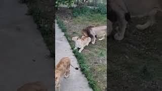 ЛЕВ ЛАСКАЕТ ЛЬВИЦУ. LIONS LOVE #shorts #animals #lions