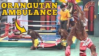 Orangutan Muay Thai Kickboxing in Thailand