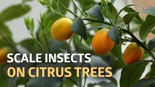 Getting Rid of Scale Insects on Our Citrus Trees