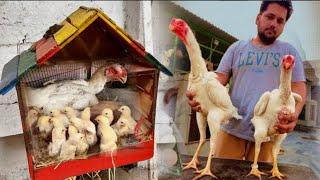 Saray Chicks Cargo Karwa diye Hen Hatching Eggs At Home Murgi K Bachay Nil Aya Hsn Entertainment