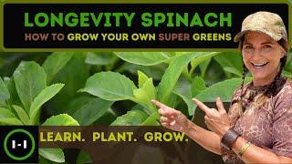 Longevity Spinach  Grow Super Food nstead of Grass 