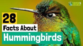 28 Facts About Hummingbirds - Learn All About Hummingbirds - Animals for Kids - Educational Video