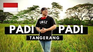 Hidden Gems in Tangerang Indonesia - Padi Padi