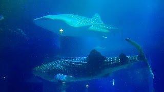 【ジﾝベｲザﾒ】 海遊館 大水槽の動画映像12時間 - Whale sharks central tank of osaka aquarium KAIYUKAN 12hours