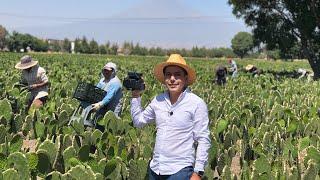 Cultivo de Nopal Criollo  Preparación de la tierra  Cosecha y exportación