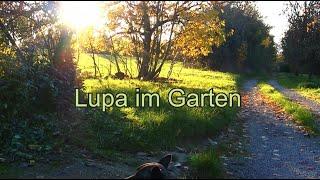 Lupa im Garten