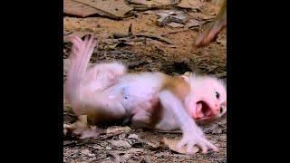 Million little monkey crying so loudly by nasty mom fight