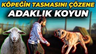 Bu Köpeğin Hem Başını Sevene Hem de Tasmasını Çözene ADAKLIK KOYUN Hediye