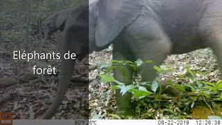 Wildlife of the Taï National Park Côte dIvoire