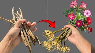 Propagating Adenium obesum from dry branches is simple