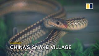 Chinas snake village home to over 3 million snakes