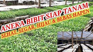 BIBIT CABE SIAP TANAM  GUDANGNYA BIBIT SIAP TANAM