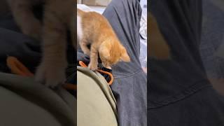 流浪小猫用行动报答主人，太感人了！#流浪猫  #搞笑 #pets #猫咪 #cute #金毛