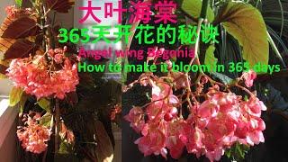 如何种植养护大叶海棠-使其365天都开花 How to plant and care Angel wing Begonia to make it bloom in 365 days