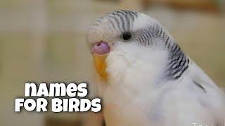 150+ Budgie Names