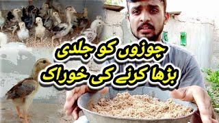 aseel chozon ki garmiyon ki khurak  best summer diet for aseel chicks  healthy food for chicks