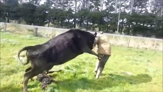 Mother Cow Protects Baby Calf Attacks Dairy Farmer