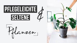 PFLEGELEICHTE & SELTENE Pflanzen  Meine Favoriten