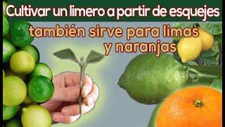 Cómo cultivar un limero desde recortes - Cultivar un tilo a partir de esquejes