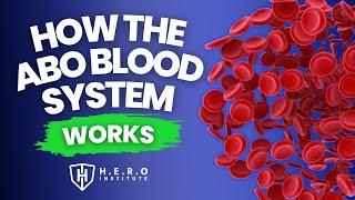 How the ABO blood system works.