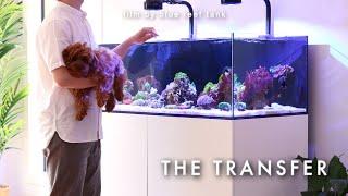 The Transfer - 3 Nano Reef Tanks into 1  Blue Reef Tank