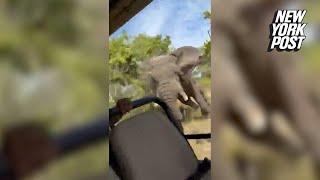 Harrowing video shows elephant charging truck during African safari killing American tourist