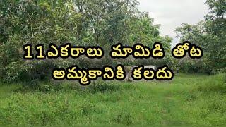 Agricultural land for sale with mango trees near vizianagaram 11acres land #agricultural #farmland