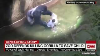 Harambe - Gorilla shot dead at zoo