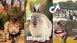 New Dimpey6 TikTok Videos 2023  Funny Dimpey6 TikTok Compilation 2023