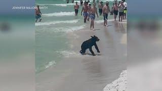 Video Bear runs swims at Florida beach