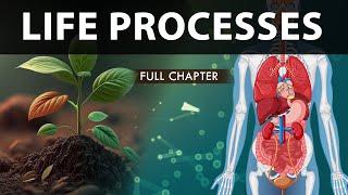 Life Processes Class 10 full Chapter Fully Animated  Class 10 Science Chapter 6  CBSE  NCERT
