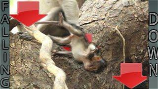 Baby Monkeys Falling  Before & After