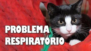 GATO com PROBLEMAS respiratórios - Gatil Hauser