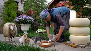 Fresh Sheeps Milk Cheese Making in Nature 