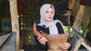 WOOW...GA SENGAJA JUMPA BIDADARI DESA CANTIK SEDANG AKTIVITAS DI SAWAH SUASANANYA ADEM BIKIN BETAH