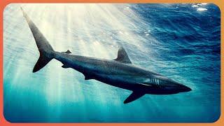 The Truth about Great White Sharks Shark Documentary  Real Wild