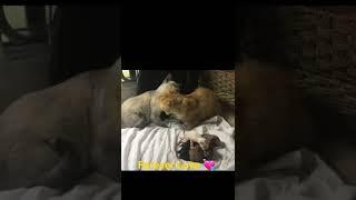 Daddy cat with mummy cat celebration his new born baby#CatsLol