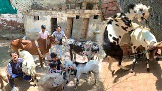 Bht Sara Animals Agai  Qurbani Ky Lea ️