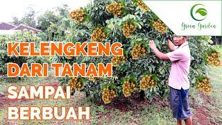 PENJELASAN - KELENGKENG DARI TANAM SAMPAI BERBUAH