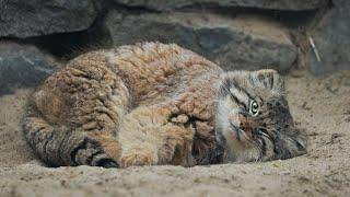 Zelenogorsk the Pallass cat is chilling on his tail