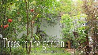 【my garden tour】ナチュラルガーデンの樹木14種の紹介常緑樹やオススメの木落葉樹