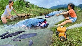 The girl used a machine to drain the pond by the stream to harvest many big fish to sell