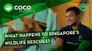 What happens to Singapore’s wounded wildlife?  Coconuts TV