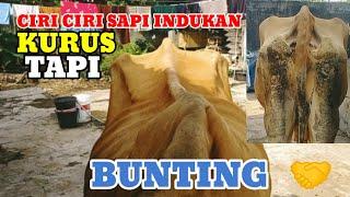 CIRI CIRI SAPI INDUKAN KURUS BUNTING 7 BULAN#