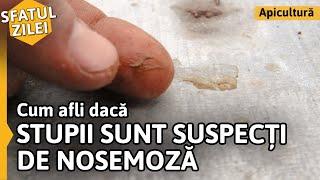 CUM AFLI DACĂ STUPII SUNT SUSPECȚI DE NOSEMOZĂ Sfatul zilei