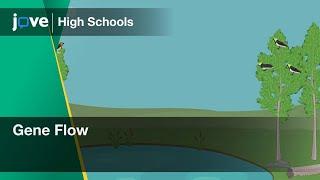 Gene Flow  Bio  Video Textbooks - Preview