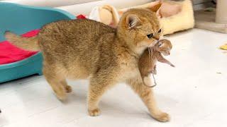 Mom cat carries a newborn kitten to the bed because she does not like the couch