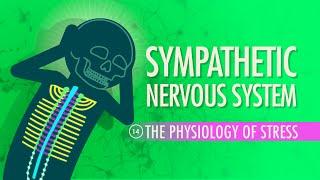 Sympathetic Nervous System Crash Course Anatomy & Physiology #14