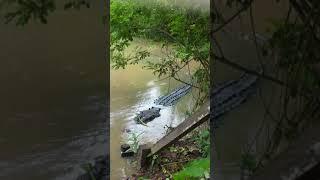 WOWWW Buaya Terbesar Dan Terpanjang Di Balikpapan Kalimantan Indonesia