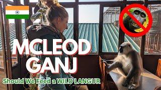 This hotel in India has a pet langur  Foreigner visits Mcleodganj Dharamshala